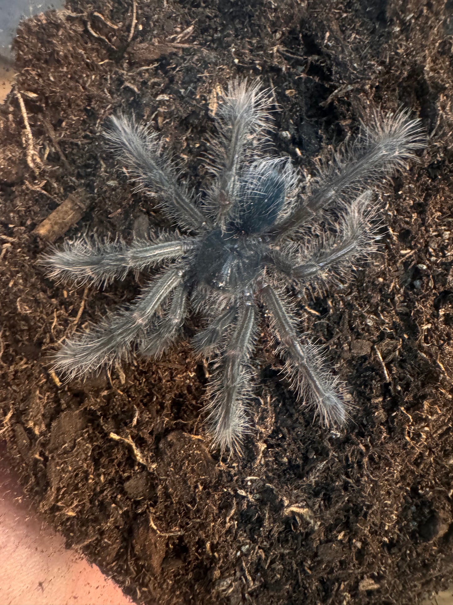 Theraphosa blondi (Goliath birder)