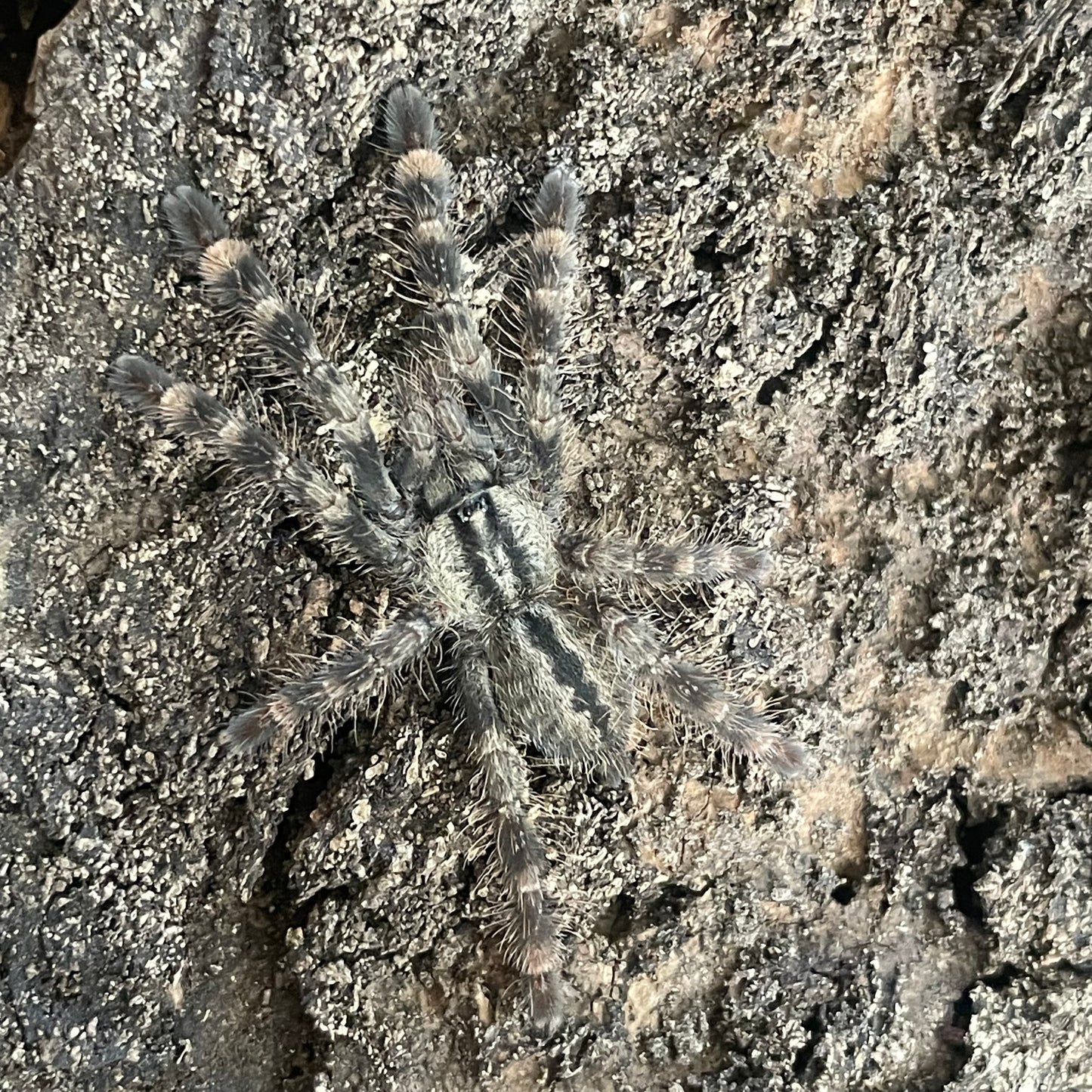 Poecilotheria vittata (Ghost ornamental)- CO Only