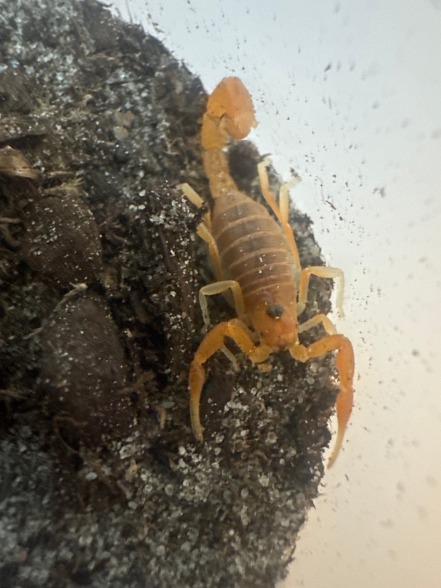 Parabuthus mossambicensis (Mozambique orange fat tail)