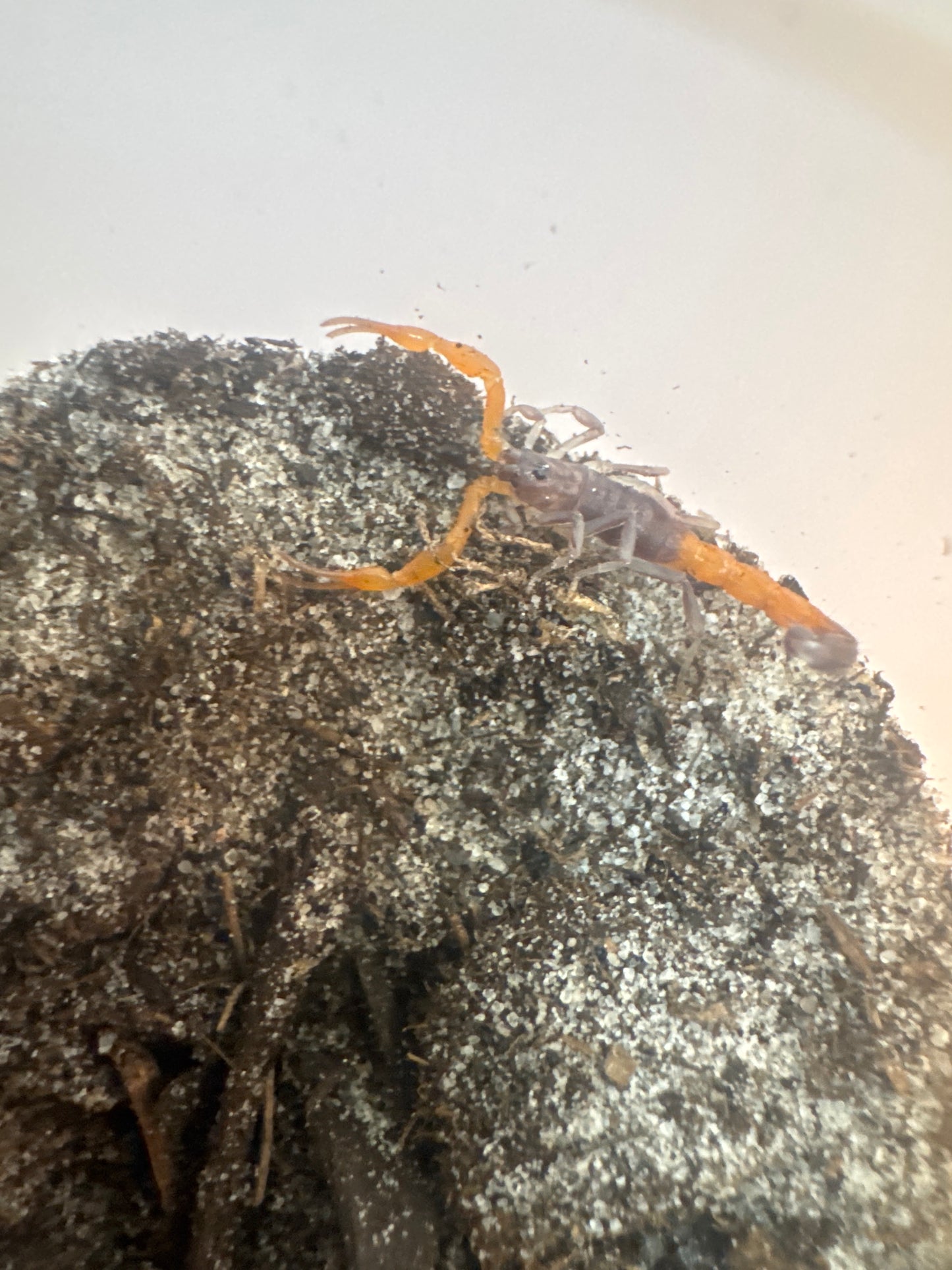 Teruelius flavopiceus (Rare)