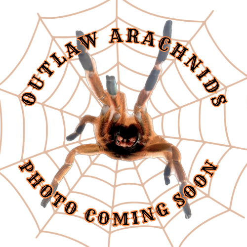 Chilobrachys huahini (Asian fawn tarantula)