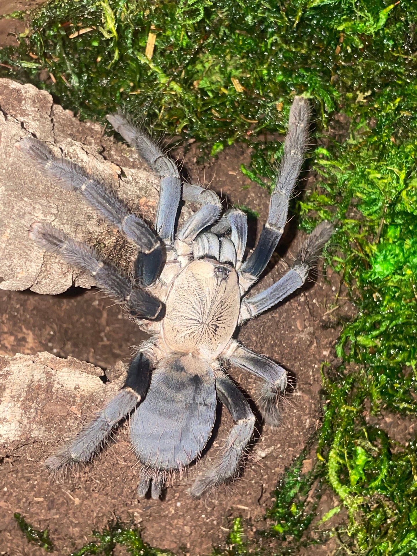 Phormingochilus "hati hati"