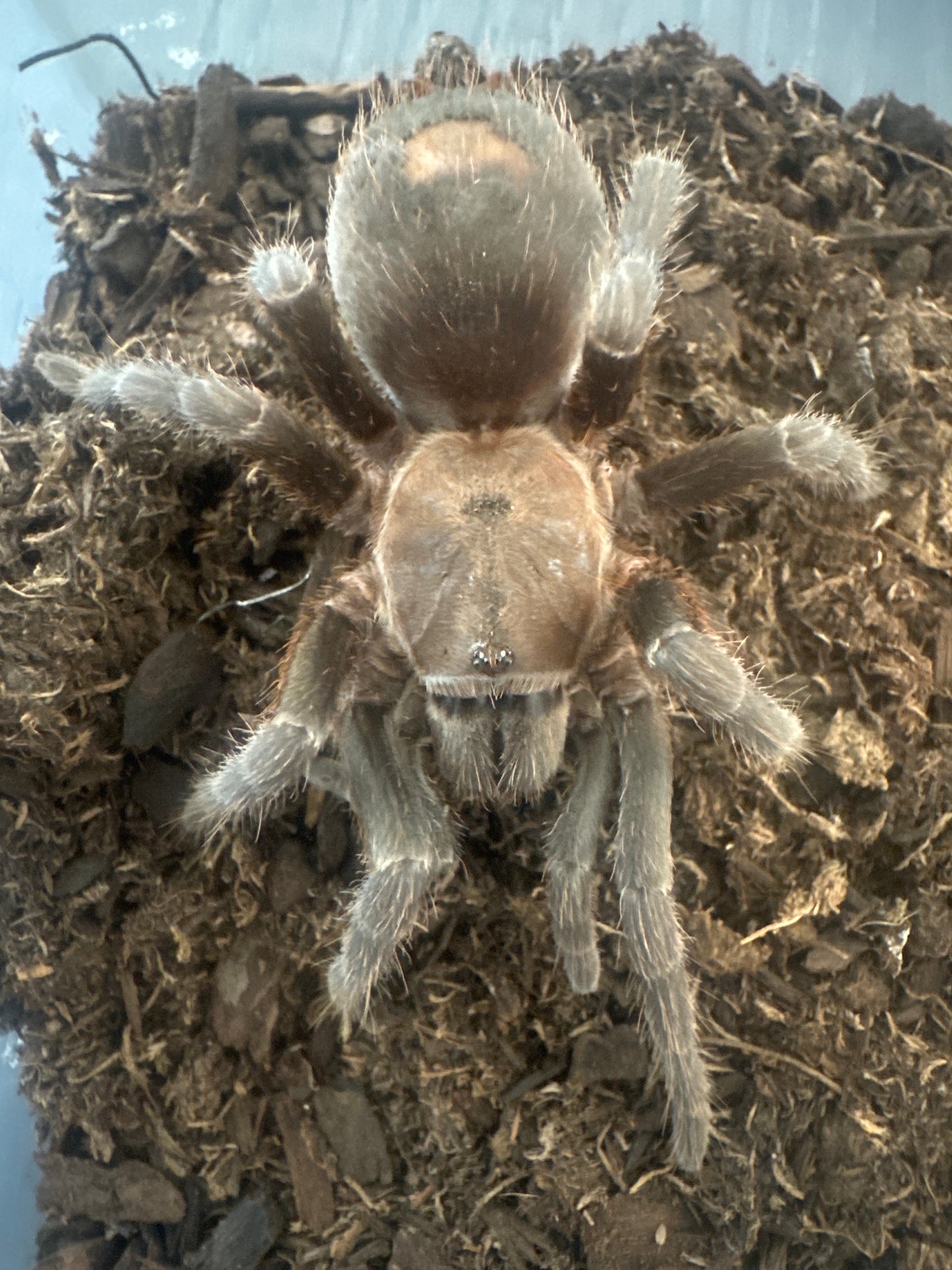 Aphonopelma burica (costa rican blue front) *pair*