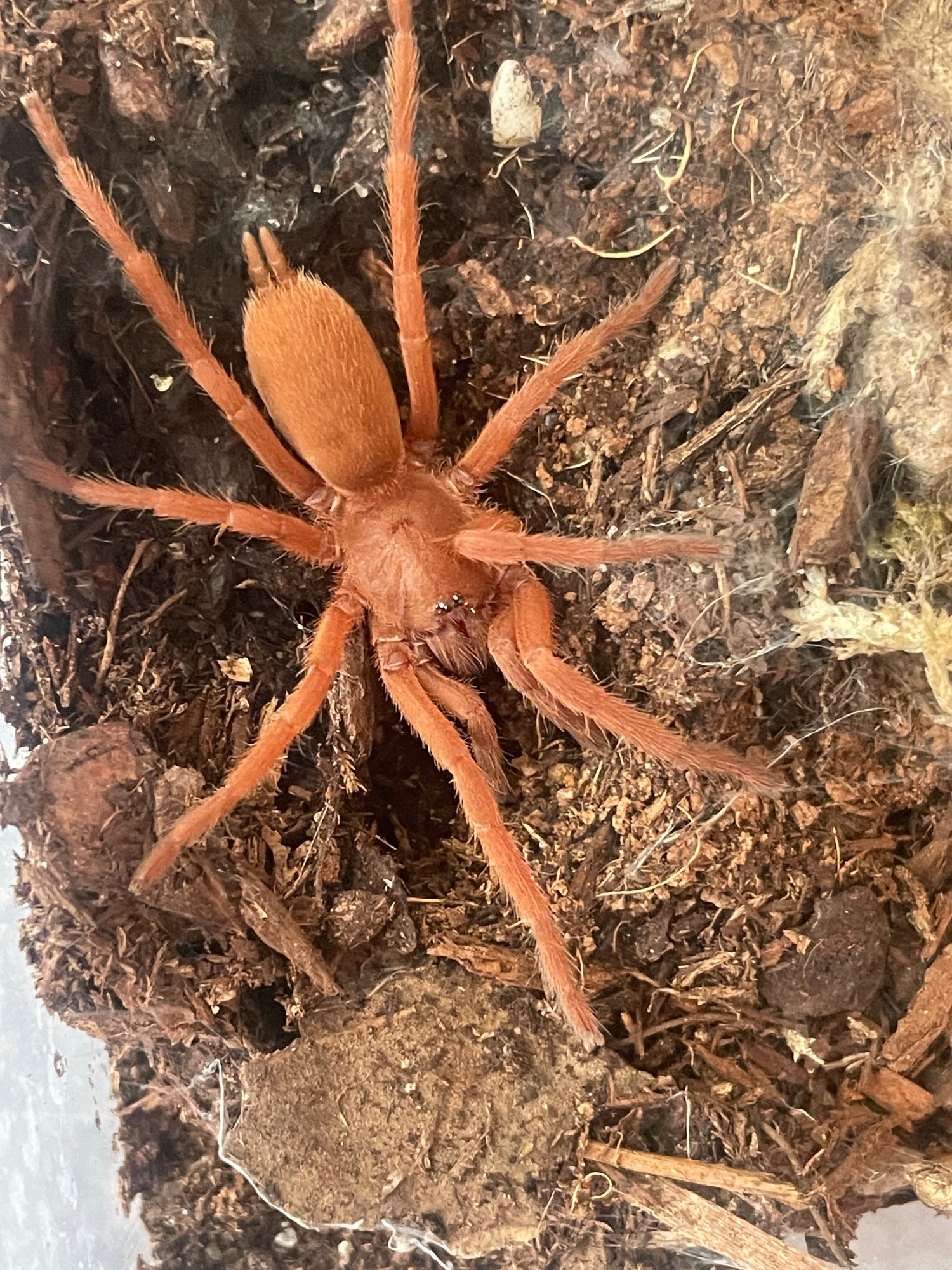 Tarantulas