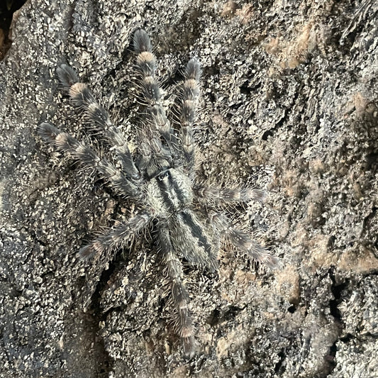 Poecilotheria vittata (Ghost ornamental)- CO Only