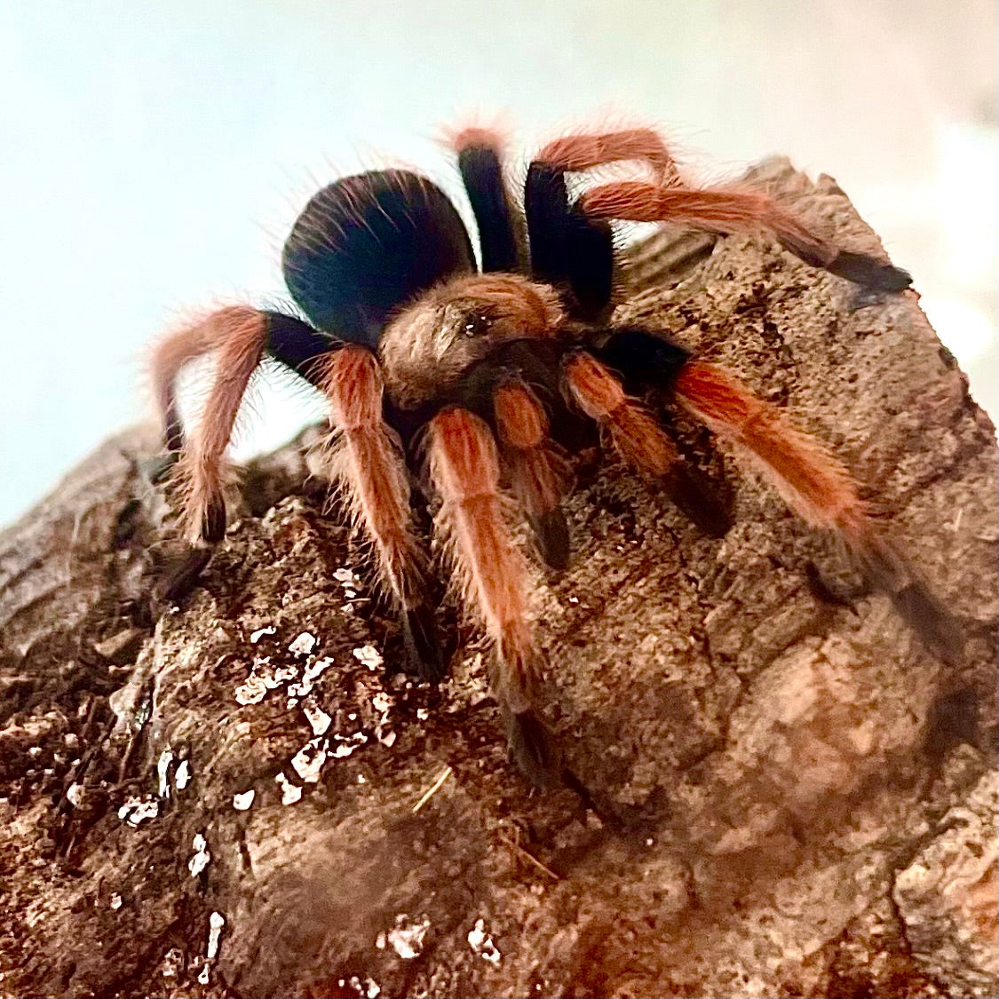 Brachypelma boehmei (Mexican Fireleg)