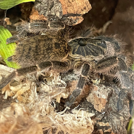 Ceratogyrus marshalli (Straight Horned Baboon)