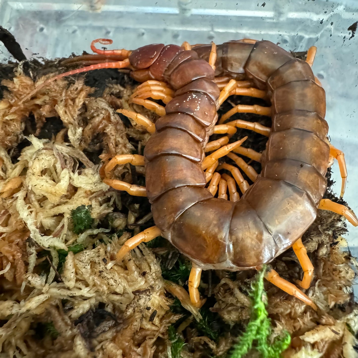 Scolopendra dehaani (orange)