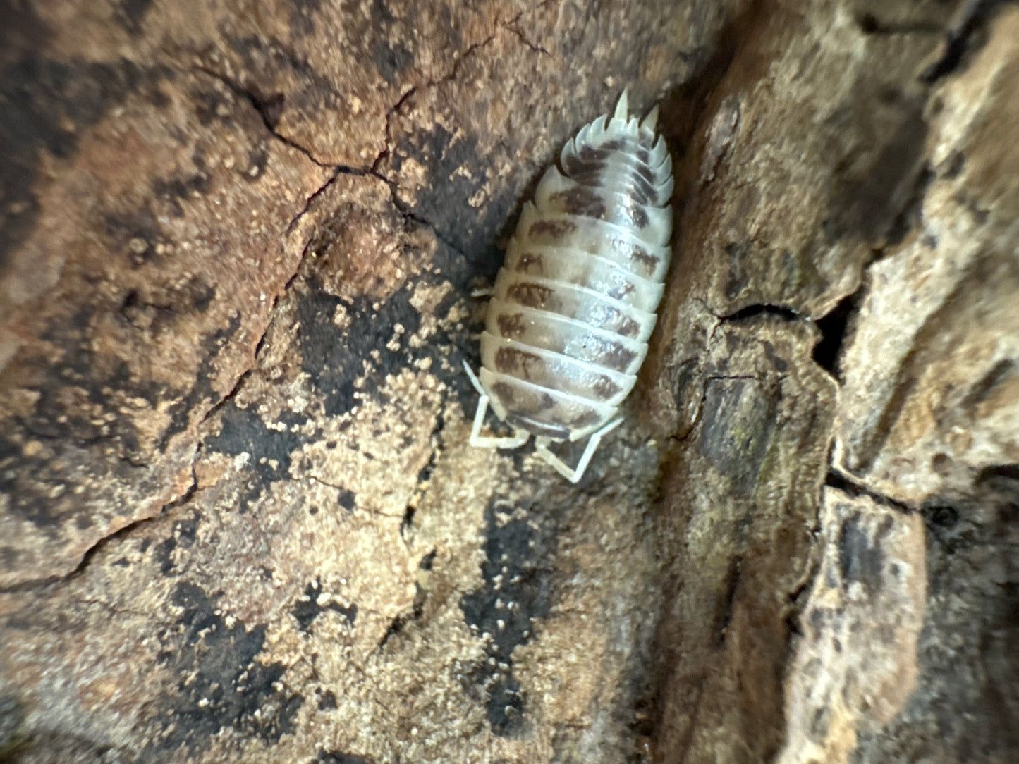 Porcellio laevis 'Dairy Cow'