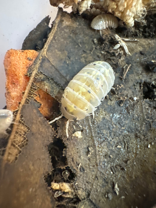 Armadillidium Vulgare "Japanese Magic Potion"