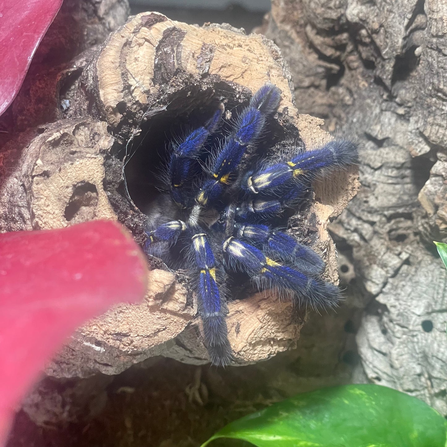 Poecilotheria Metallica (Gooty sapphire ornamental)