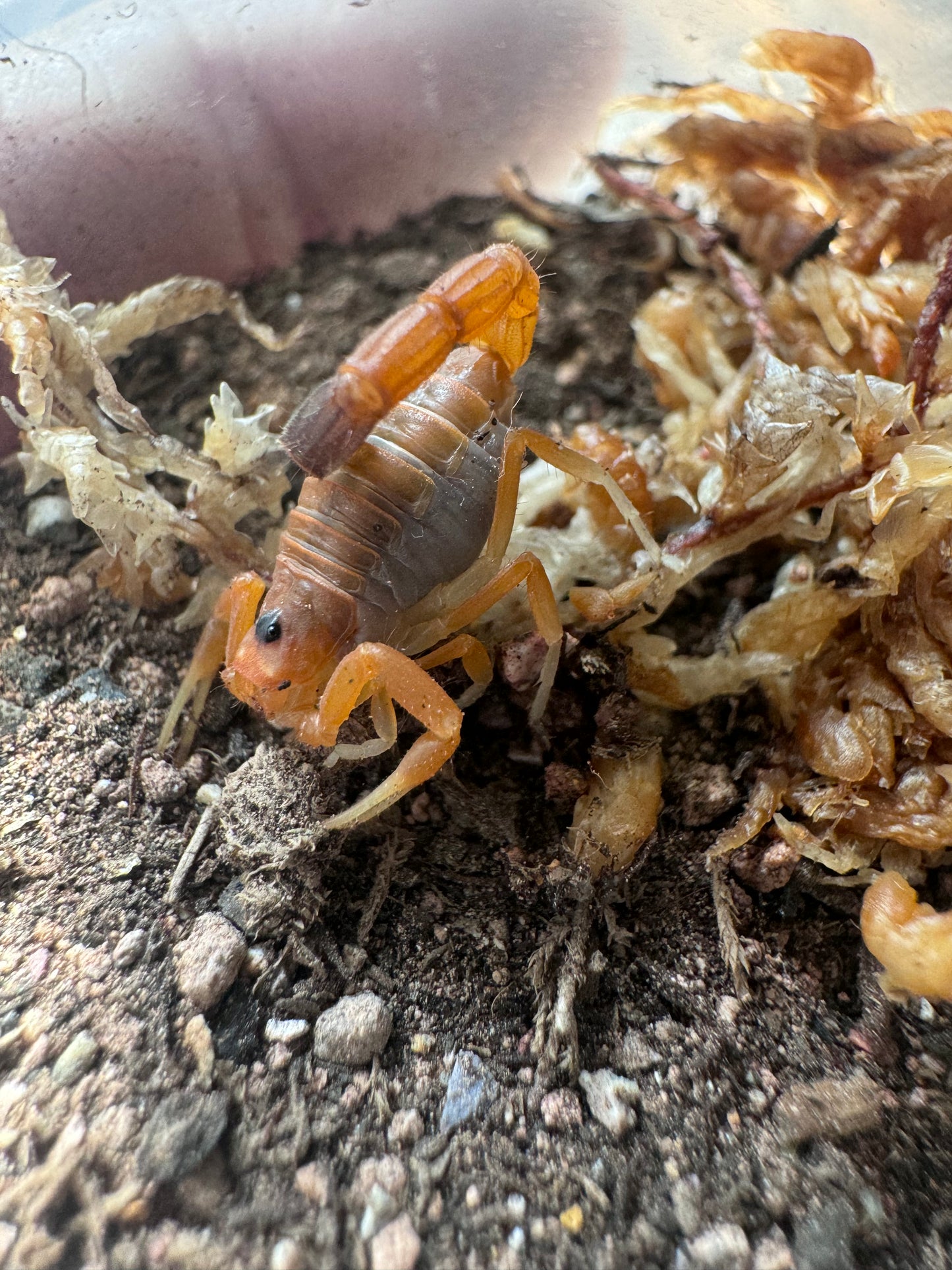 Parabuthus raudus “bright”