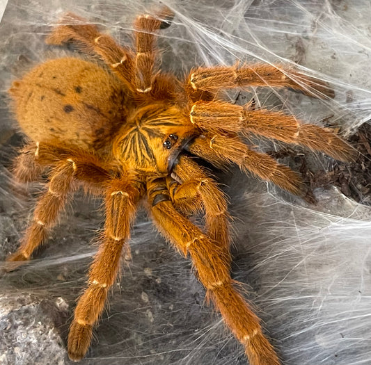 Pterinochilus murinus 'Usambara' (Orange Starburst Baboon)