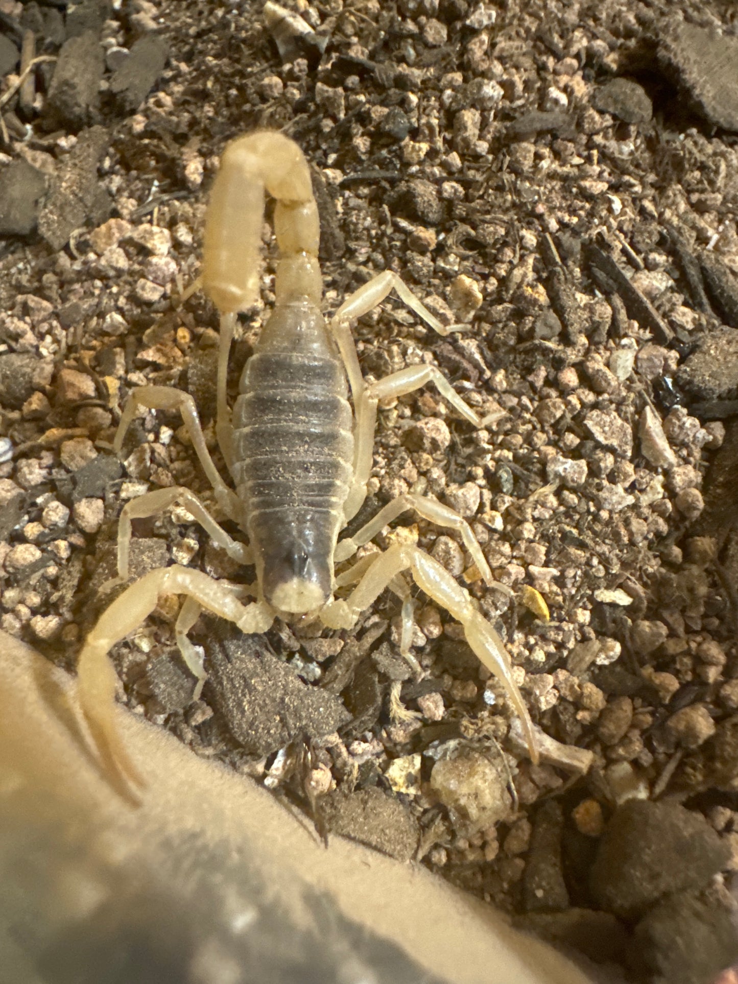 Hadrurus arizonensis, Desert Hairy Scorpion