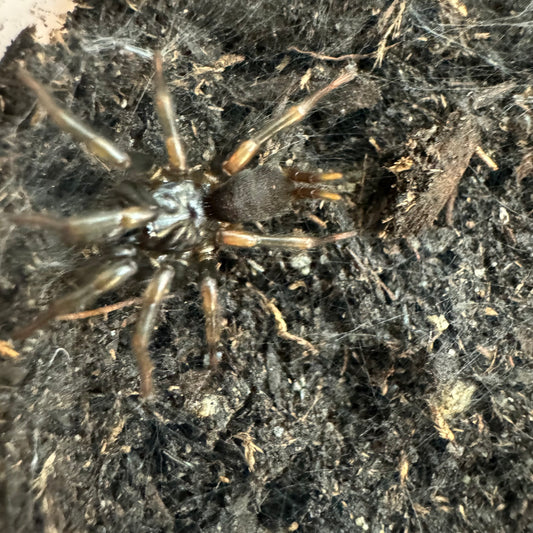 Macrothele palpator (Chinese funnel web)