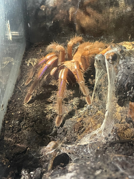 Chilobrachys sp natanicharum