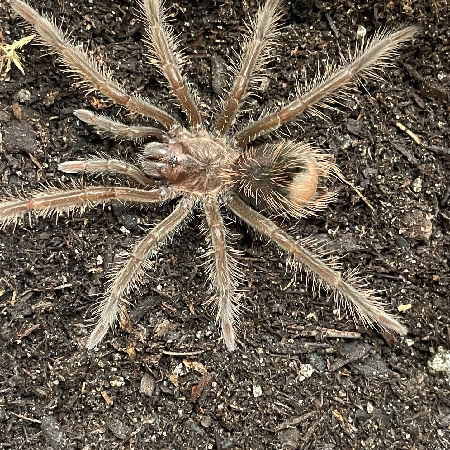 Xenesthis intermedia 'Trujillo' (Amazon Blue Bloom)