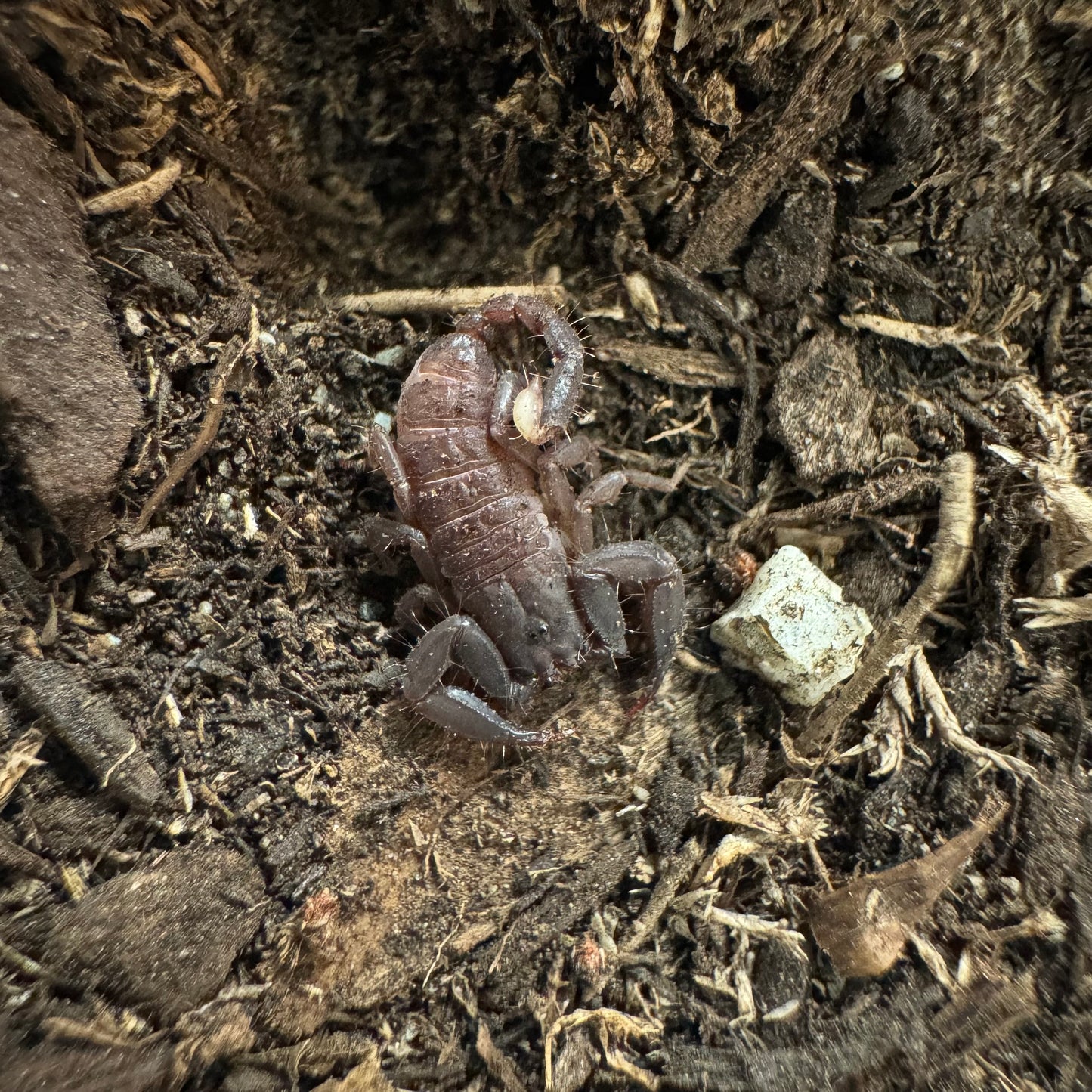 Scorpiops phatoensis (Thailand flat rock scorpion)