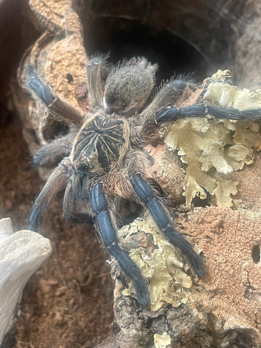 Harpactira pulchripes (Golden Blue-Legged Baboon)