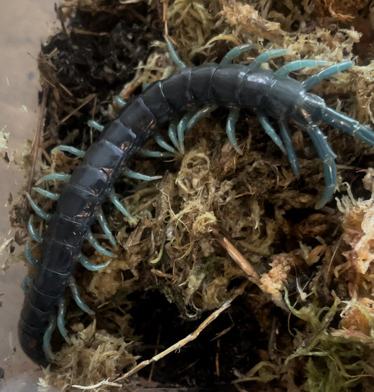 Ethmostigmus sp. Borneo Blue