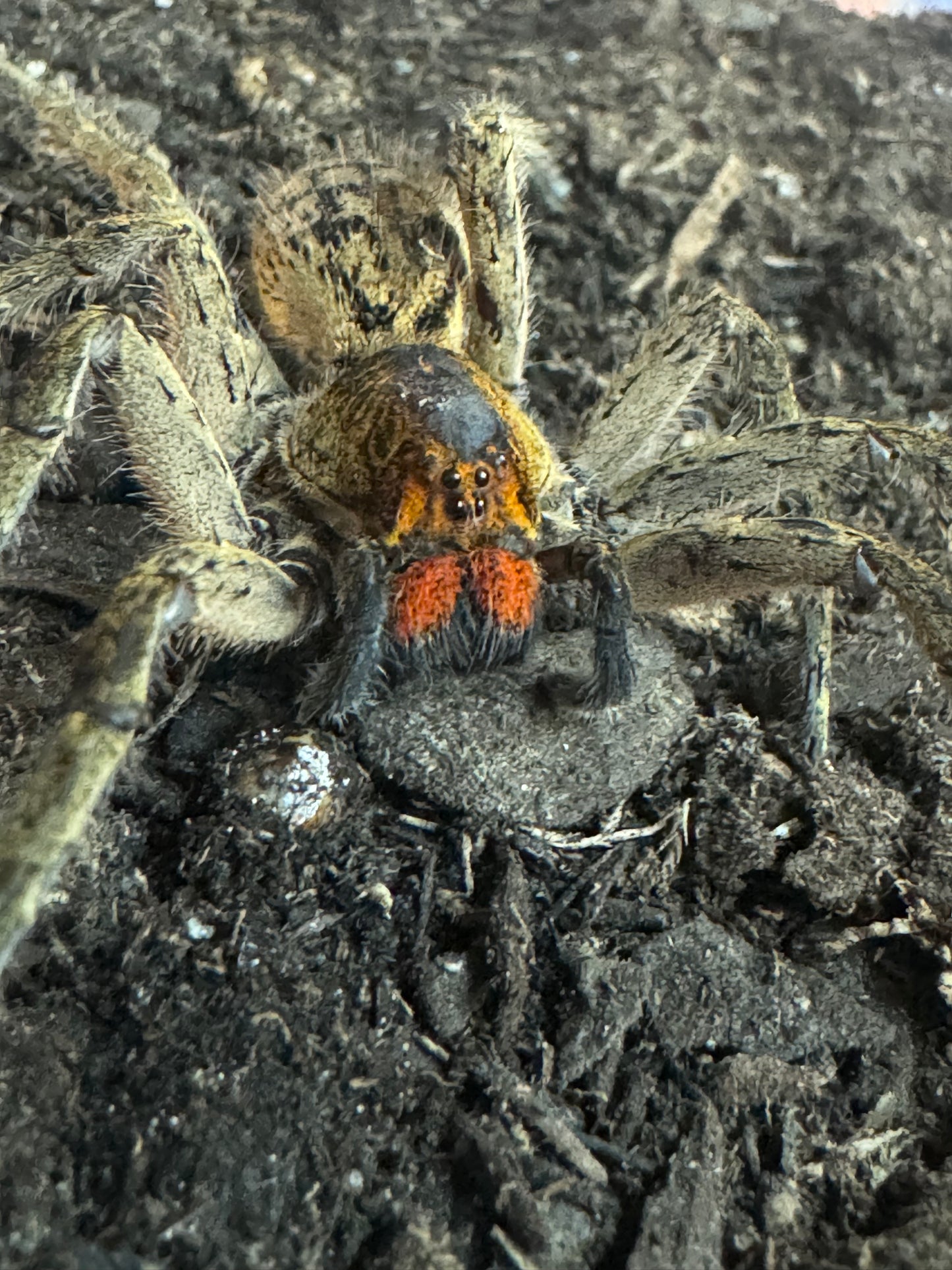 Piloctenus haematostoma, Red Fang Wandering Spider