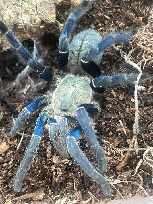 Cyriopagopus lividus (Cobalt Blue Tarantula)