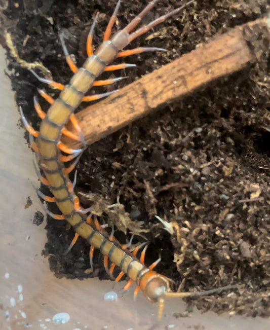 Scolopendra subspinipes (Barbados black tip)