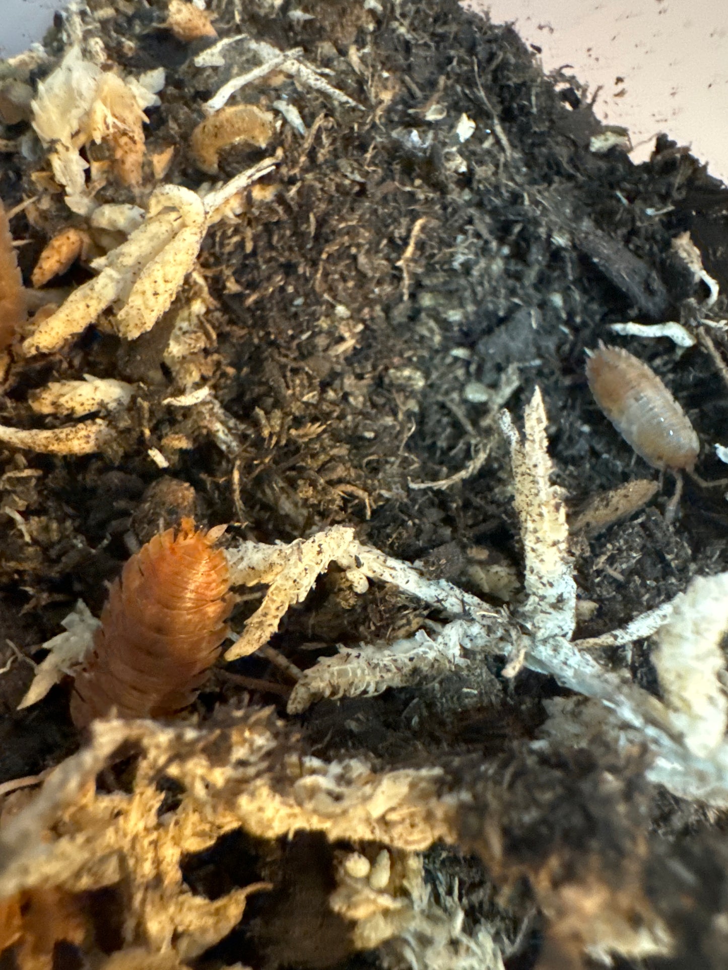 Porcellio Scaber ‘Orange Koi’