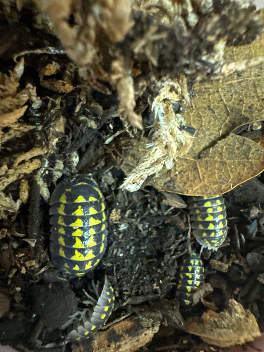 Armadillidium gestroi