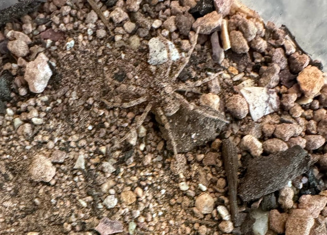 Sicarius gracilis, Slender Six Eyed Sand Spider