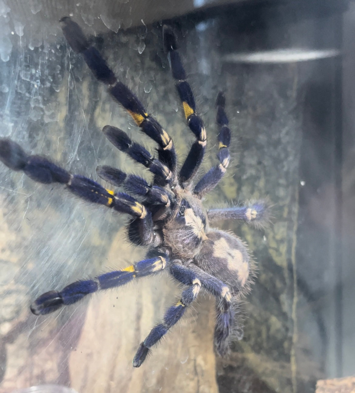 Poecilotheria Metallica (Gooty sapphire ornamental)