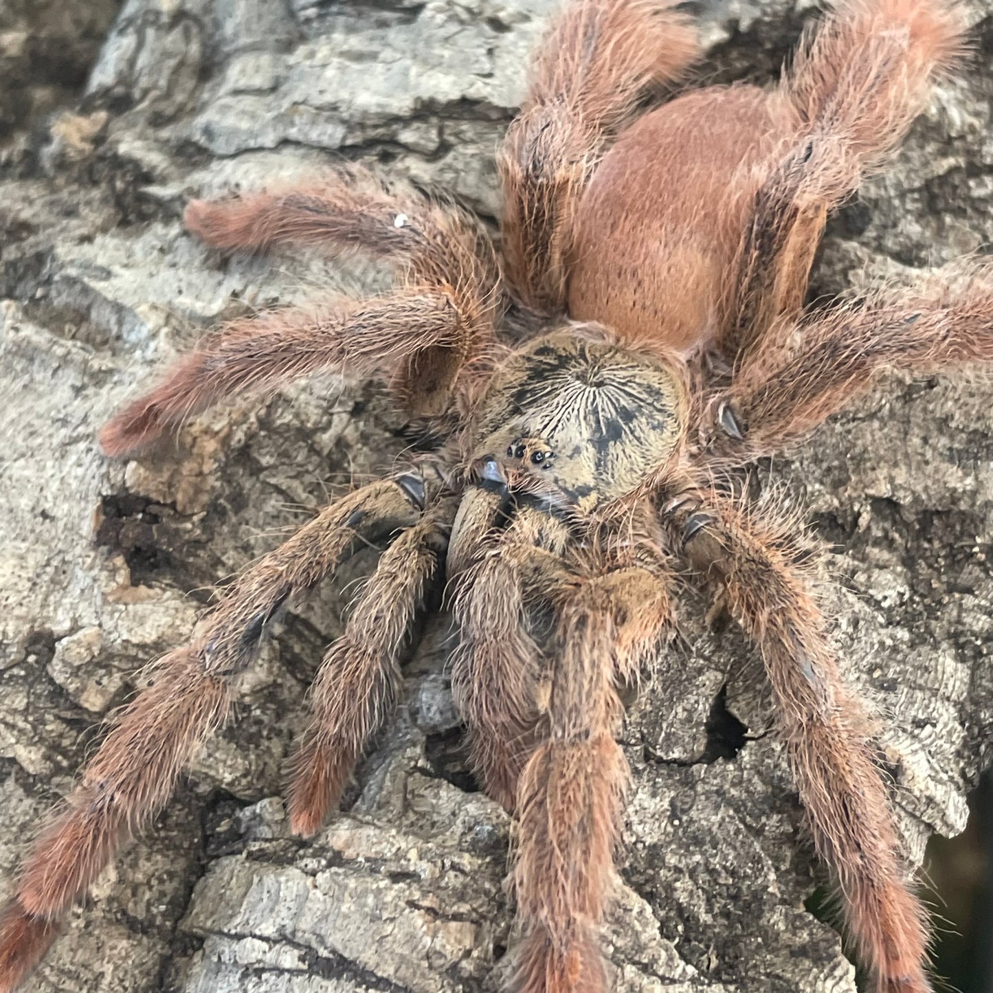 Amazonius Germani (Orange tree spider)