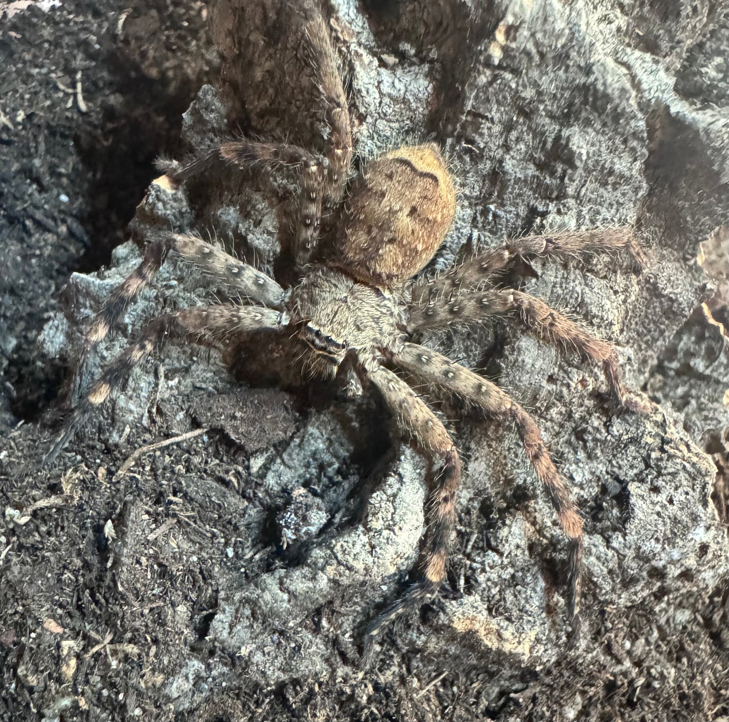 Barylestes variatus , spotted huntsman