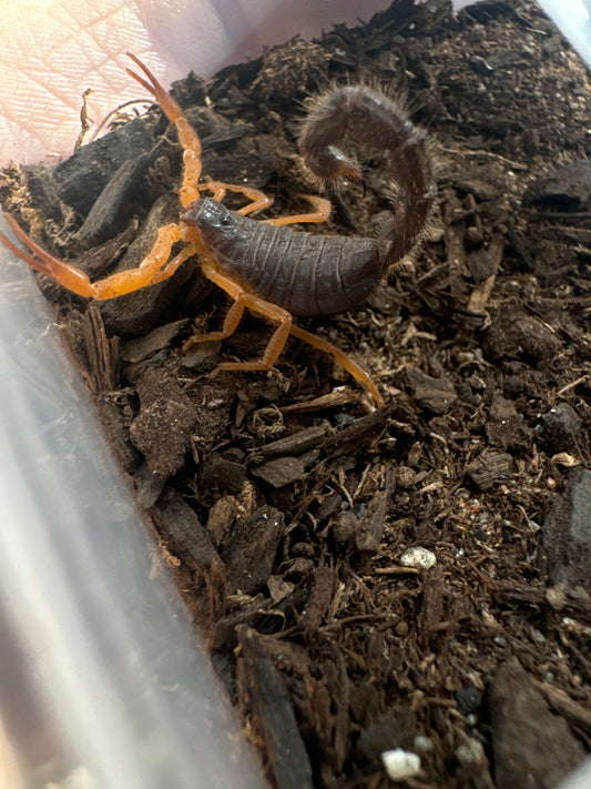 Parabuthus vilosus “oranje”