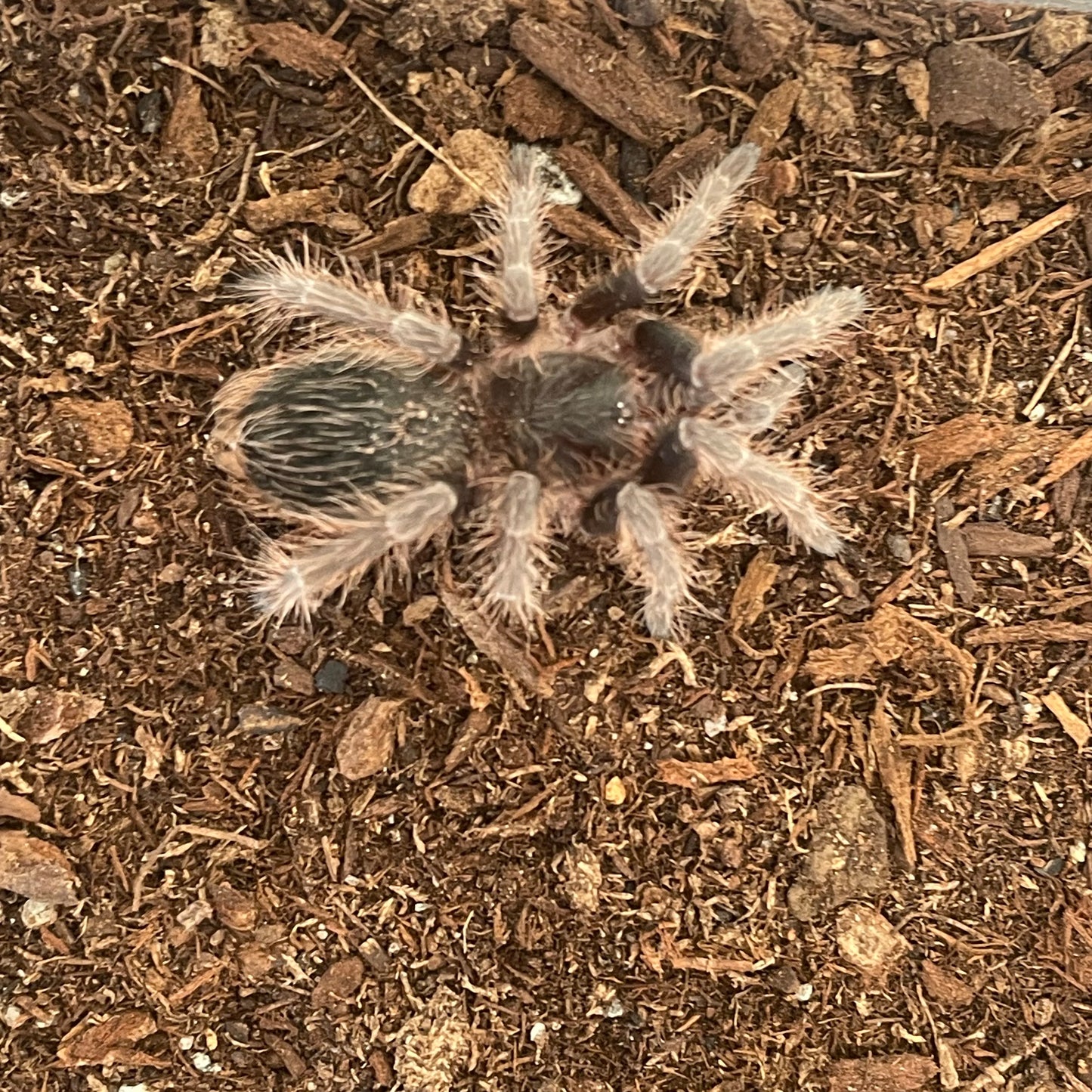 Nhandu Carapoensis (Brazilian red)