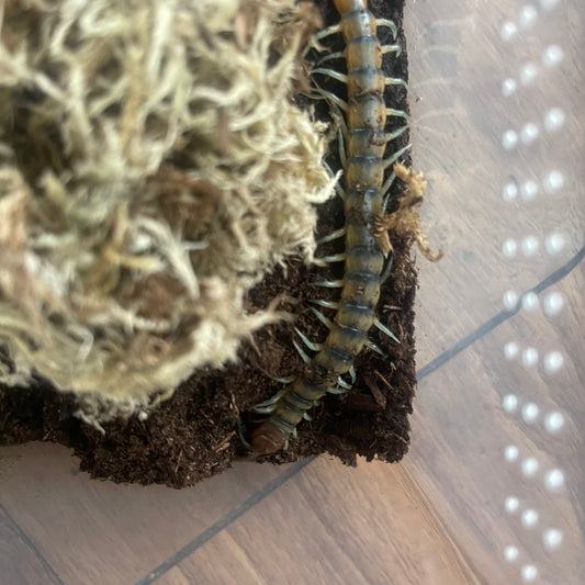 Scolopendra polymorpha (desert tiger centipede)