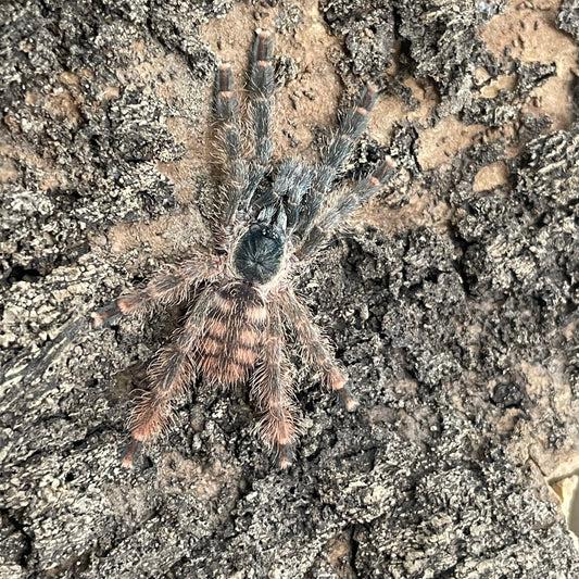 Amazonius Germani (Orange tree spider)