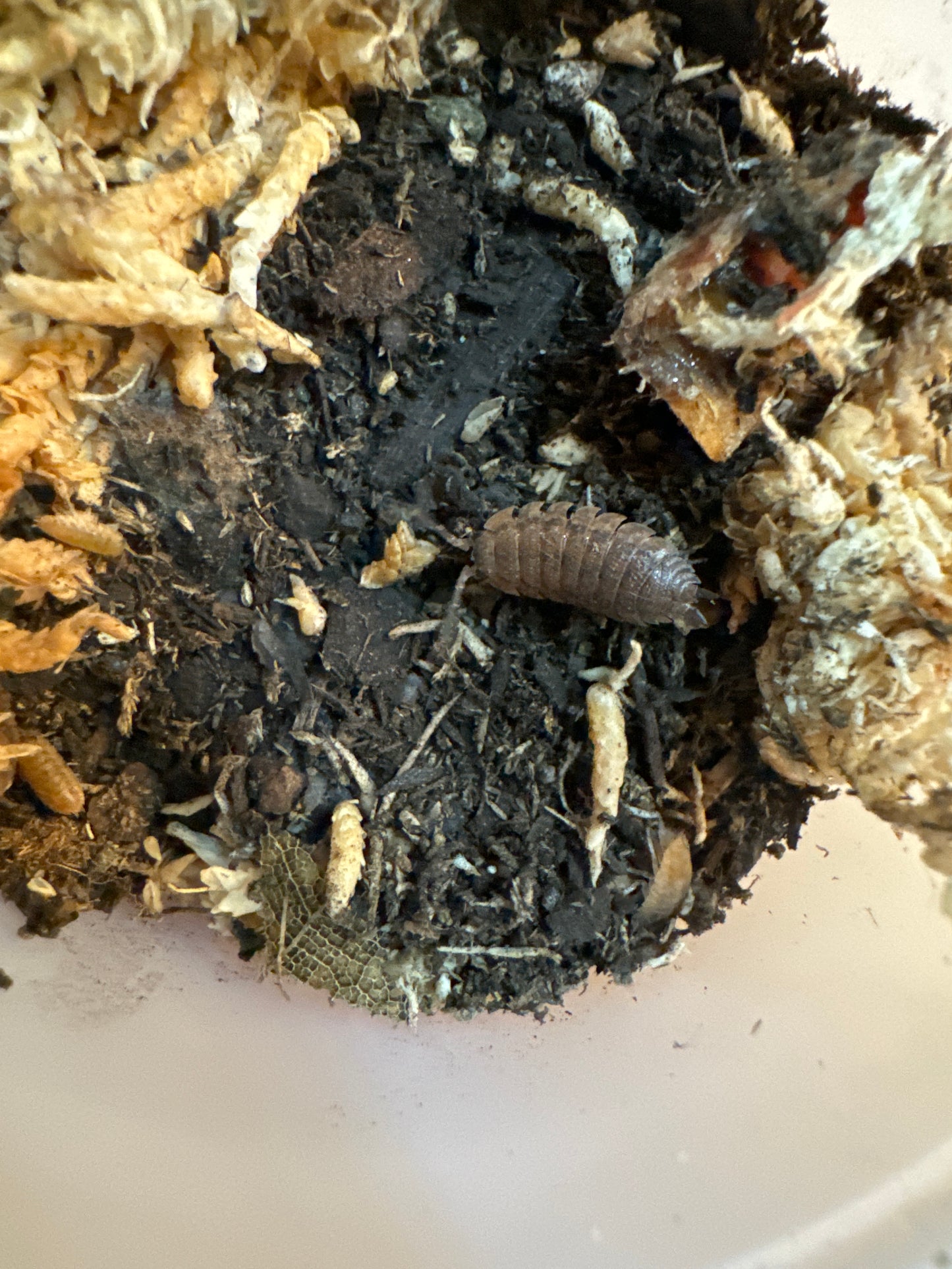 Porcellio scaber "Orin's calico"