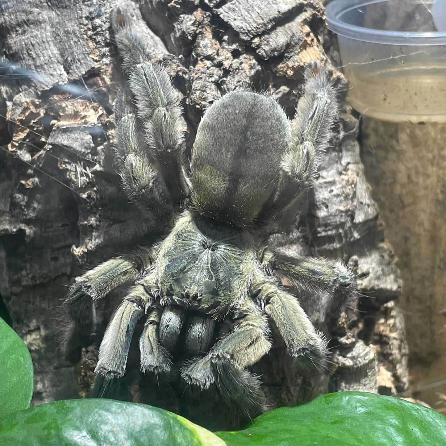 Psalmopoeus Cambridgei (Trinidad chevron tarantula)