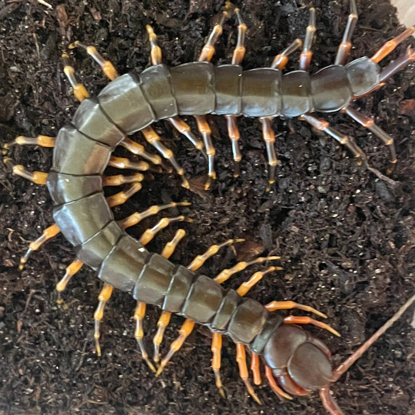 Scolopendra hainanum (Chinese Giant Tiger Leg) 3-4"