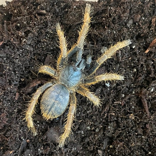 Ornithoctoninae sp 'Vietnam Silver'