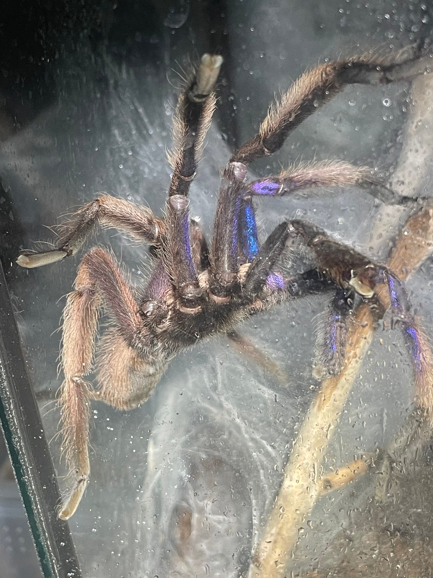 Chilobrachys sp natanicharum