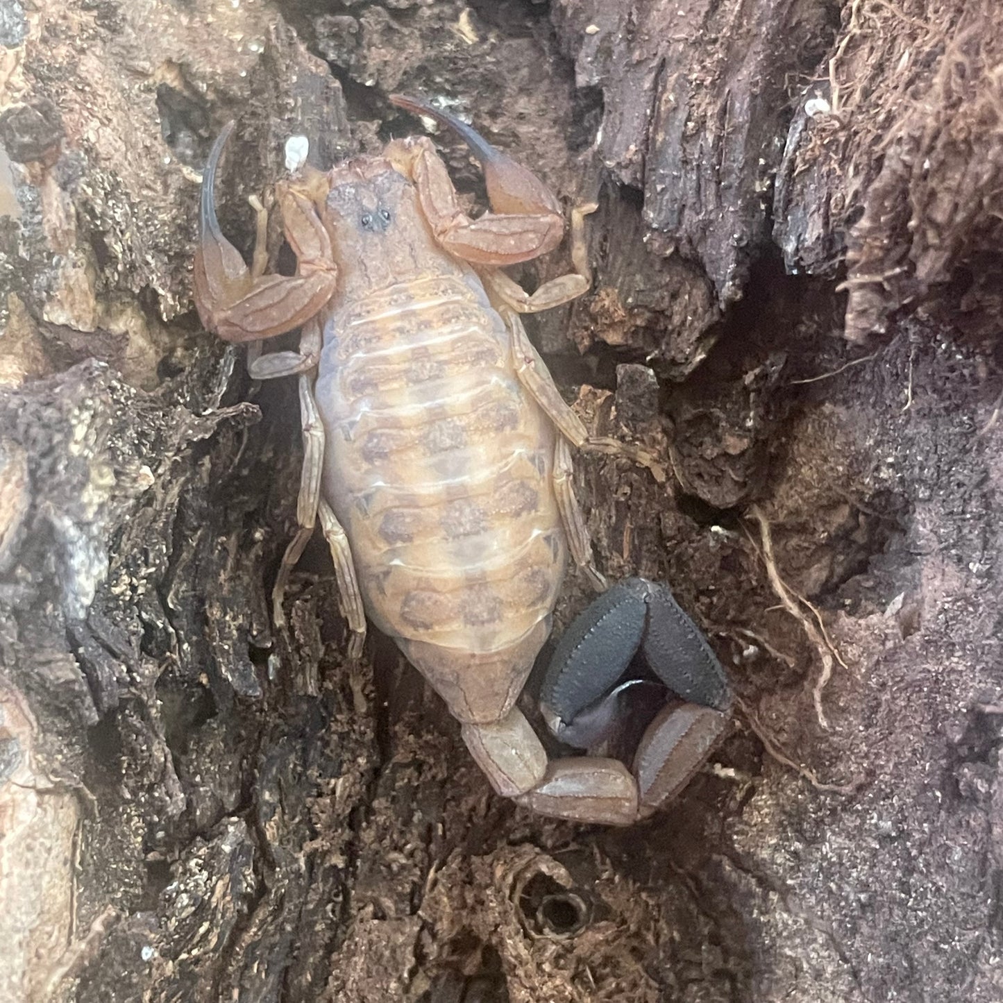 Tityus Smithii (Lesser Antilles thick tail)