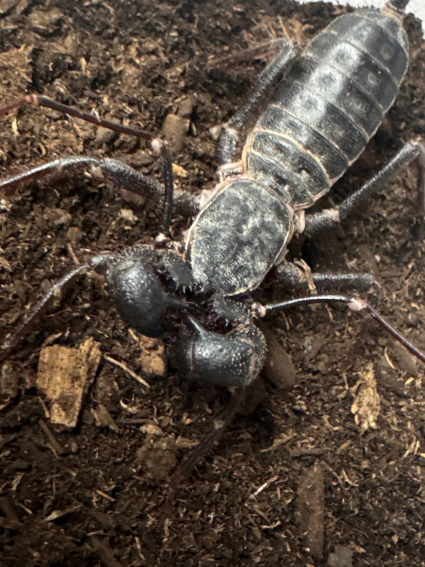 Mastigoproctus giganteus (Texas Giant Vinegaroon)