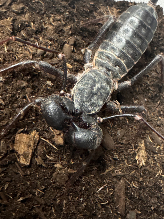 Mastigoproctus giganteus (Texas Giant Vinegaroon)