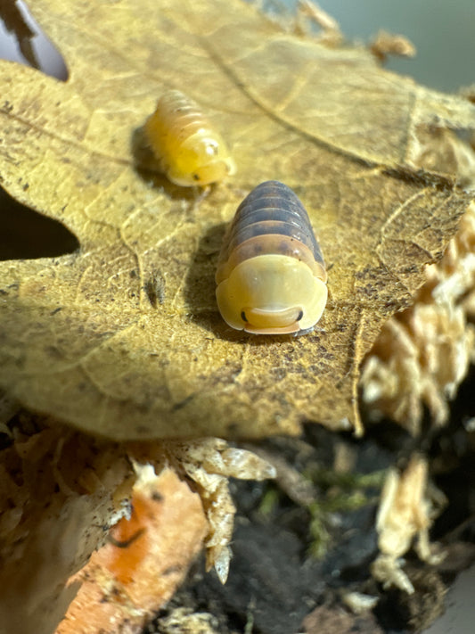 Cubaris sp. “rubber ducky”