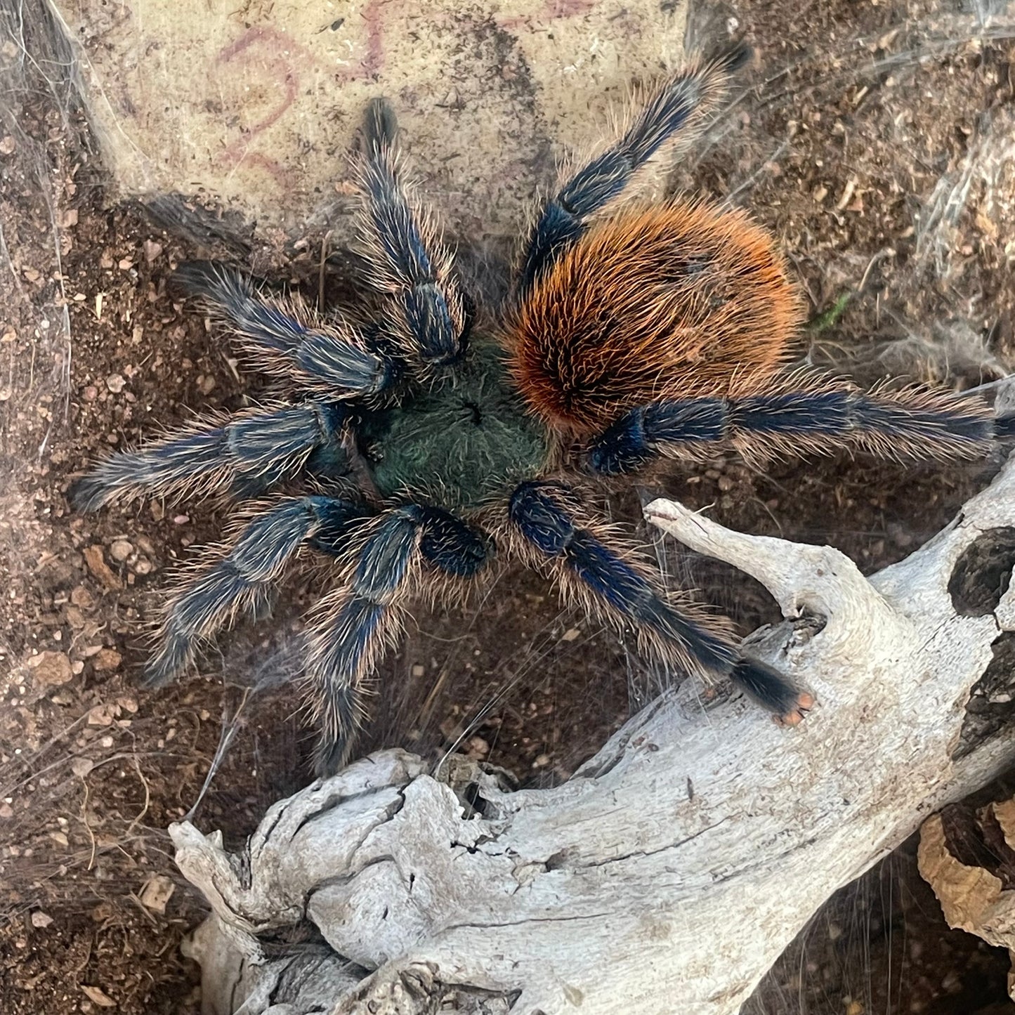 Chromatopelma Cyaneopubescens (Green bottle blue)