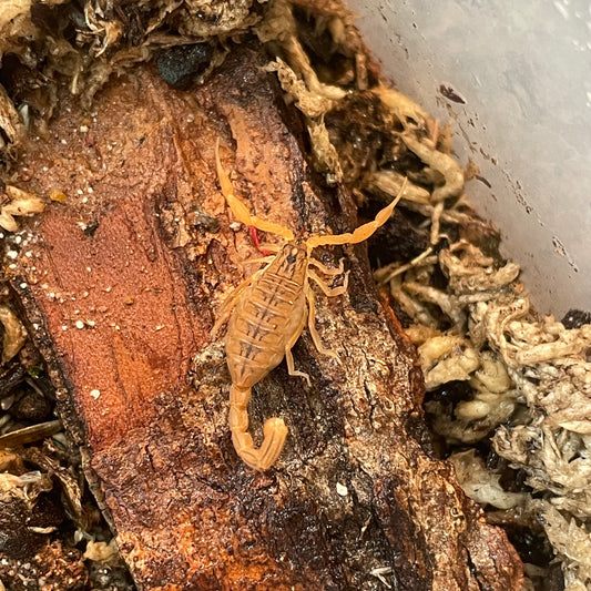 Hottentotta tamulus (Indian rust scorpion)