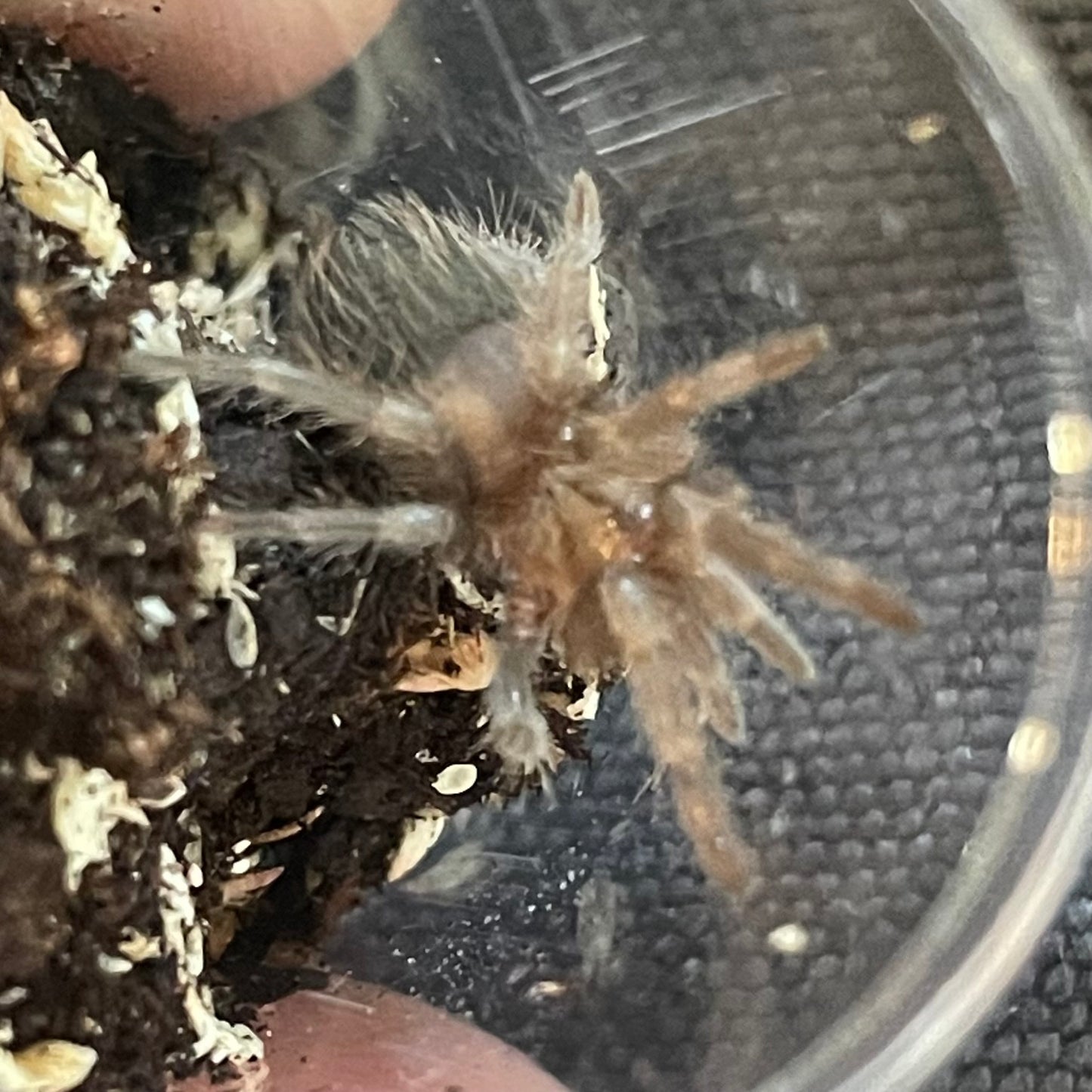 Aphonopelma sp 'Acapulco'