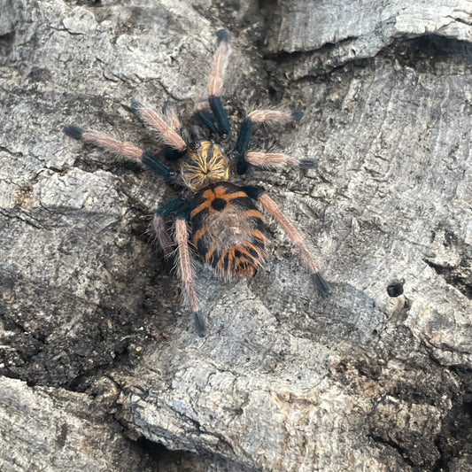 Chromatopelma Cyaneopubescens (Green bottle blue)